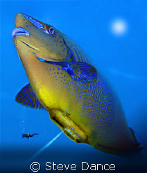 Unicorn Blimp: Just a bit of fun created in photoshop. by Steve Dance 